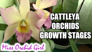 Growth stages of Cattleya orchids [upl. by Rofotsirk441]