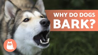 10 Reasons Why Dogs BARK 🐶 Dog BARKING Explained [upl. by Neenaj]