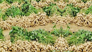 Peanut Agriculture Process Peanut Harvesting peanut cultivation processing How to farming peanut [upl. by Ravid21]