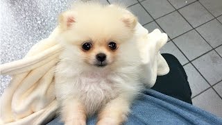 CUTEST PUPPY  Luna The 8 Week Old Pomeranian Puppy [upl. by Bow]