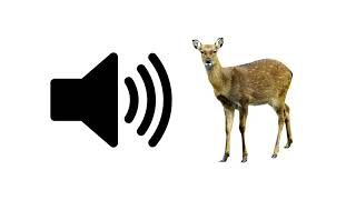 Deer  Sound Effect [upl. by Yesima]