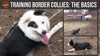 Training Border Collies The Basics [upl. by Andert]