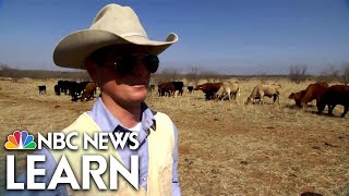 Cattle Ranching in the Texas Panhandle [upl. by Savill]