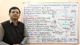 Diabetes Mellitus Part10 Mechanism of Action of Sulfonylurease  Antidiabetic Drugs  Diabetes [upl. by Ttenyl]