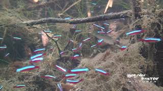 CARDINAL in NATURE  NEON TETRA in NATURE see the NATURAL HABITAT of PARACHEIRODON AXELRODI [upl. by Esina]