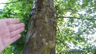 London Plane tree Platanus x acerifolia [upl. by Bogey]