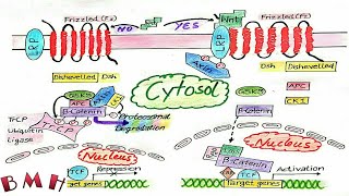 Wnt Signaling Pathway Wnt Beta Catenin Signaling Pathway [upl. by Ecaidnac]