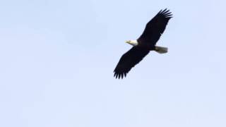 Bald Eagle Soaring [upl. by Xonel]