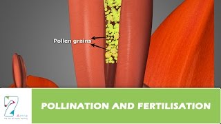 Pollination and Fertilisation [upl. by Nnayllas]