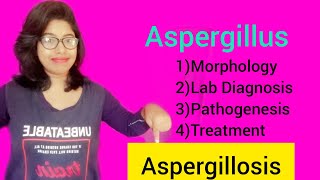 Aspergillosis Aspergillus Morphology Lab Diagnosis amp Pathogenesis amp Treatment [upl. by Elegna]