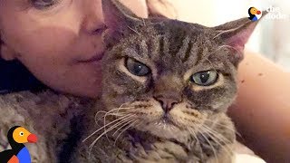 Aggressive Cat Shocks Mom By Becoming A Snugglebug  BARBARA  The Dodo [upl. by Malvie]