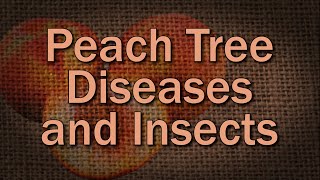 Common Peach Diseases and Insects and How to Prevent Them [upl. by Eisnil]