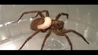 Wolf spider devoured by wasp larva [upl. by Aicire]