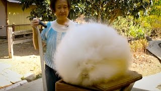 Record Breaking Rabbits Angora Bunnies Get BlowDried [upl. by Akenot575]