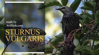 Common Starling Sturnus Vulgaris [upl. by Leiba]