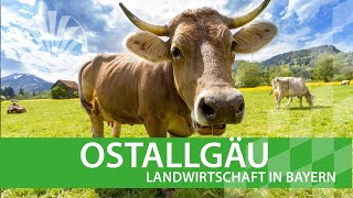 Landwirtschaft in Bayern Ostallgäu [upl. by Flavio126]