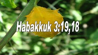 Scripture song Habakkuk 319 The LORD God is my strength [upl. by Acsecnarf69]