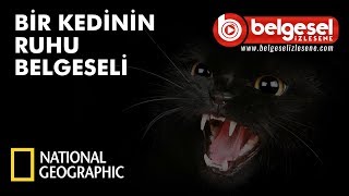 Bir Kedinin Ruhu Belgeseli  Türkçe Dublaj [upl. by Lasser459]