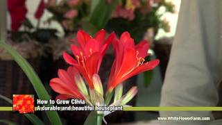 How to Grow Clivia  White Flower Farm [upl. by Warrin960]