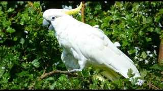 Cockatoo Bird Call Bird Song [upl. by Annaj125]