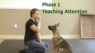 How to Train a Dog to Pay Attention K91com [upl. by Arotal]