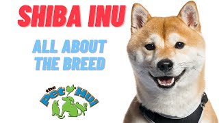 All About Dog Breed Shiba Inu [upl. by Valeta2]