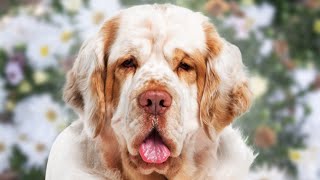 Clumber Spaniel  Top 5 Pros and Cons Clumber Spaniel Facts [upl. by Rehprotsirhc997]