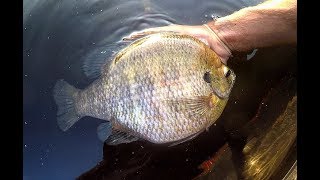 Fishing for TWO POUND PLUS BLUEGILLS [upl. by Mossberg]