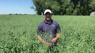 Everleaf Forage Oats [upl. by Cartwell715]