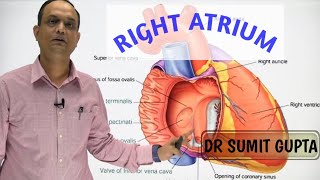 RIGHT ATRIUM OF HEART  INTERNAL FEATURES [upl. by Sirahc]