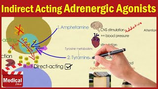 Pharmacology ANS 16 Indirect Acting Adrenergic Agonists Amphetamine  Cocaine  Pseudoephedrine [upl. by Tterrag663]