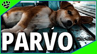 Canine Parvovirus Parvo What You Need to Know [upl. by Eilrahs]