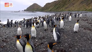 Macquarie Island Australia  TBS [upl. by Adnohral]