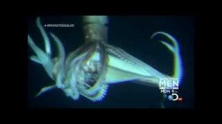 Giant Squid Architeuthis footage January 27 2013 [upl. by Notxarb]