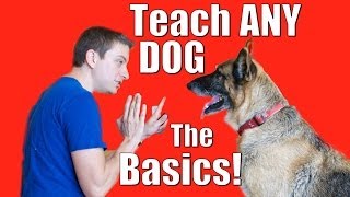 Dog Training 101 How to Train ANY DOG the Basics [upl. by Llehcal]