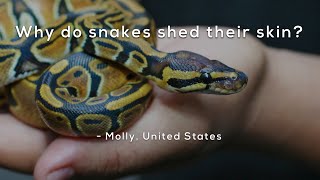 Why do snakes shed their skin [upl. by Uzia254]