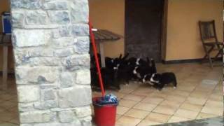 Bovaro del Bernese cuccioli alla ricerca della pappa wwwbernesivaldivaraitmp4 [upl. by Atipul]