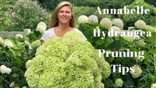 Annabelle Hydrangea Blooms  Tips on Pruning Hydrangeas [upl. by Ramo]