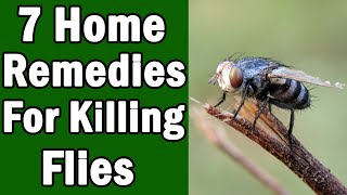 7 Home Remedies For Killing House Flies [upl. by Binette]