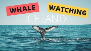 Iceland Tour Whale Watching in Husavik with Gentle Giants [upl. by Stortz]