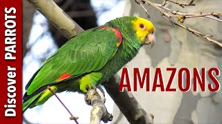 Amazon Parrots Wild in Germany  Discover PARROTS [upl. by Trometer369]