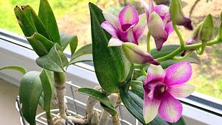 How to Grow Orchids Growing Orchids Orchid Care [upl. by Eahcim128]