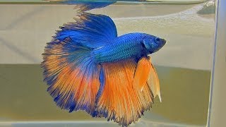 The Bettas4all Standard incl gallery of over 40 Siamese Fighting Fish [upl. by Ettenom]