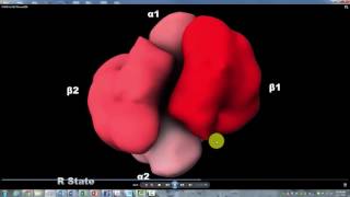 Hemoglobin R T State Howard Hughes Institute with Narration [upl. by Ahtera]