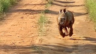 The Most Excited Baby Rhino Ever [upl. by Shanna602]