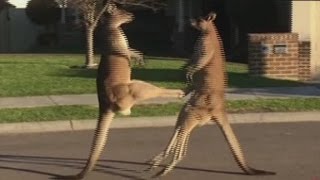 Kangaroos take their fight to the street [upl. by Ellenaej]