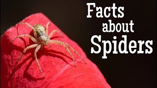 Facts about Spiders for Kids  Classroom Learning Video [upl. by Olympie]