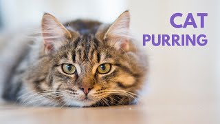 CAT PURRING  10 Hours  Soothing Sound Relax Study [upl. by Susie896]