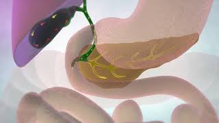 The Gallbladder and Bile Ducts  Cancer Research UK [upl. by Errick]