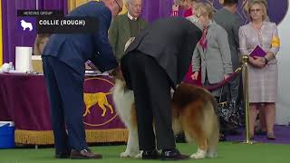 Collies Rough  Breed Judging 2019 [upl. by Rabiah]